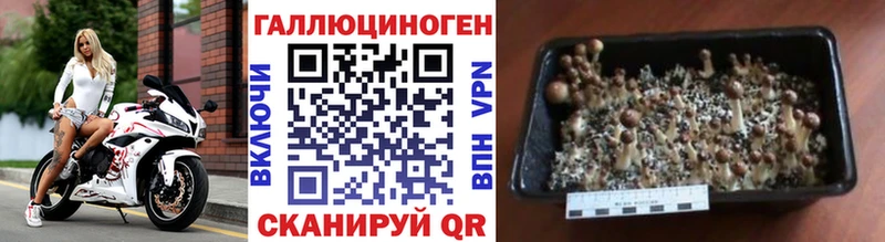 Галлюциногенные грибы Psilocybe  Лосино-Петровский 